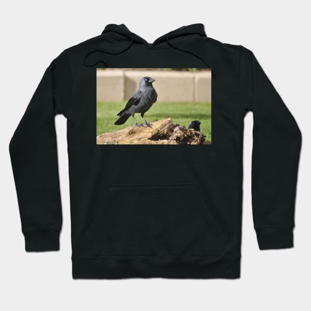 The Jackdaw Hoodie by declancarr